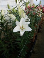 [5322 Mandaro VWS No02.JPG]